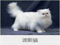 义乌市翊言电子商务商行