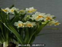 义乌市翊言电子商务商行
